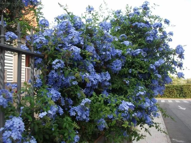 什么花好看又好养，开花好看又好养的花卉（种一盆好看又好养）