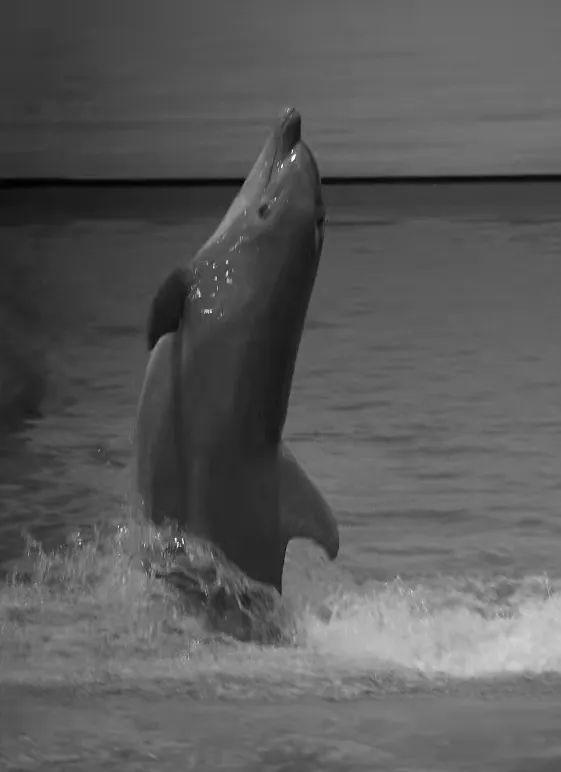 柬埔寨血奴事件，柬埔寨血奴事件发生原因（90后福建女子柬埔寨遭性侵殴打）