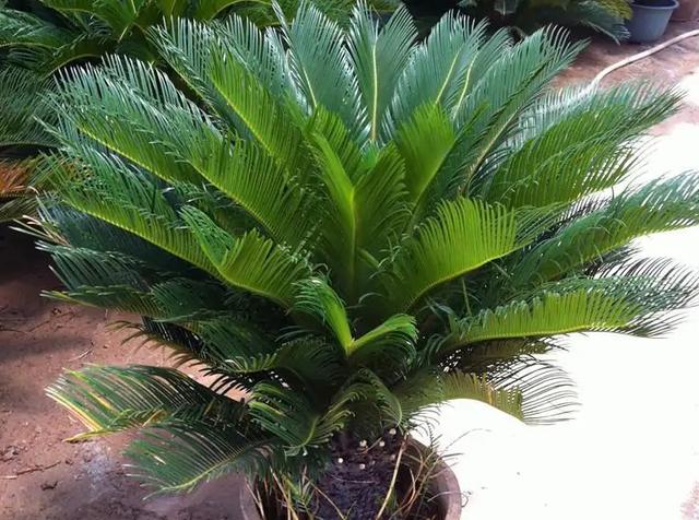 英短蓝猫容易生什么病，蓝猫“遗弃率高”不是没有道理