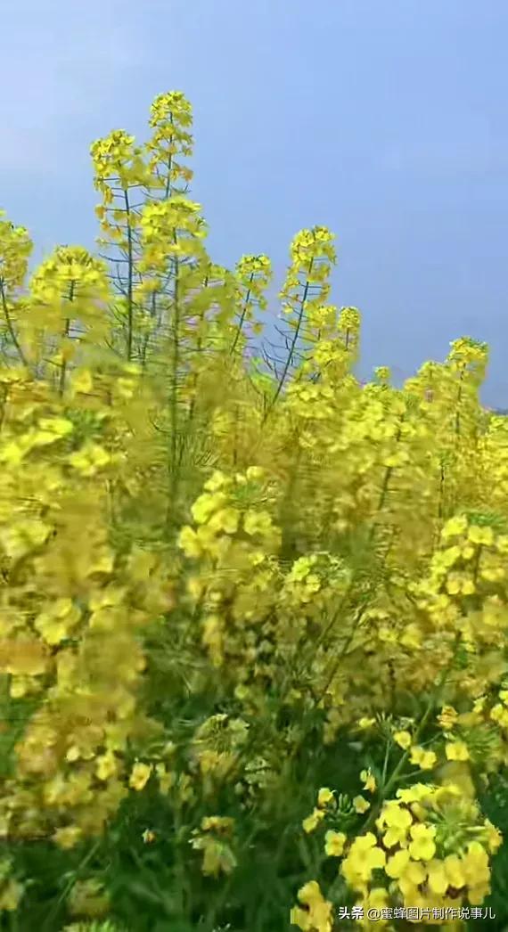 一束鲜花一份温馨一种愉悦，一束鲜花一个春天