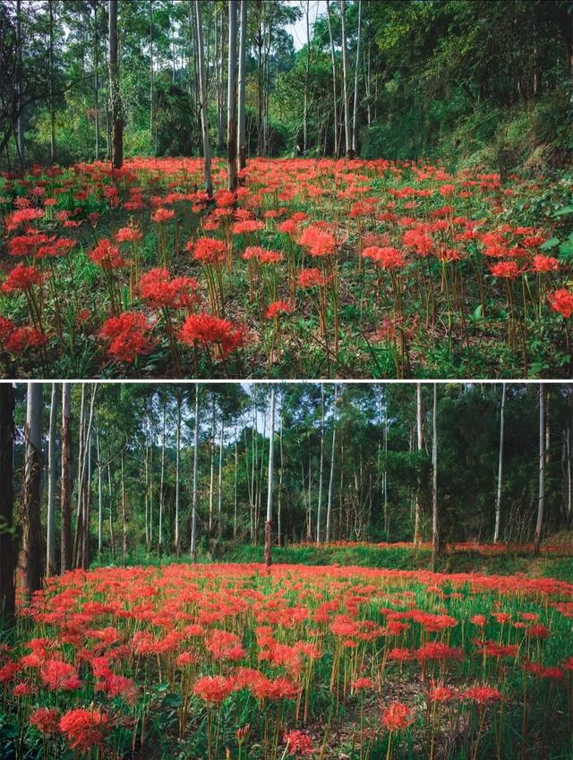 粉黛草向日葵彼岸花海...成都有多少惊喜，粉黛花海花期50天
