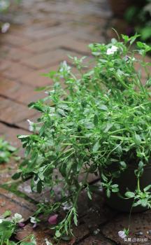 角堇从种子到开花，小花园年年增加的植物--角堇