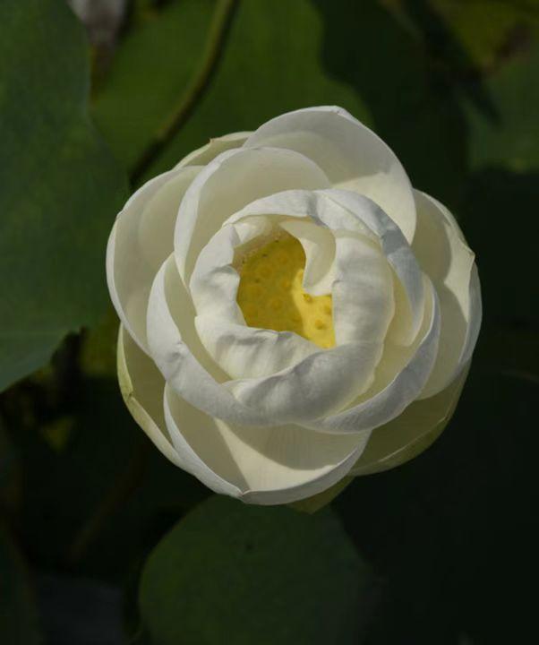 名贵荷花十大品种，最大的荷花品种排行榜