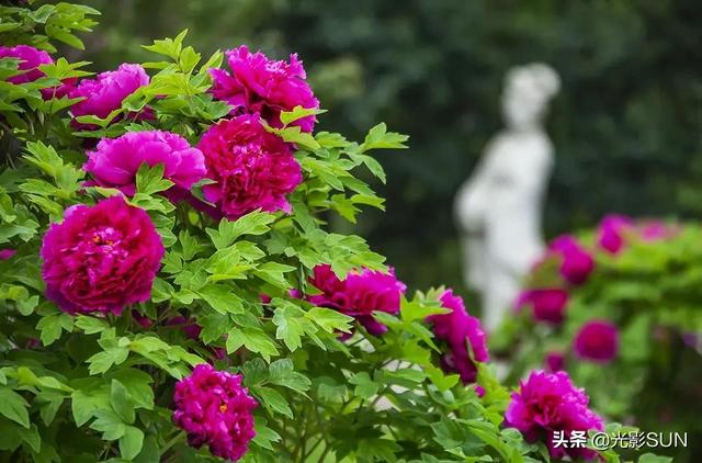 牡丹花花语，牡丹花的花语