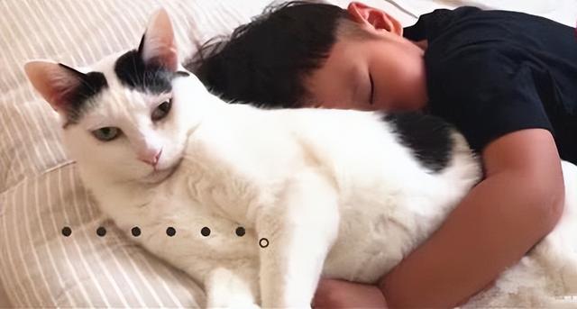 猫咪睡觉有好处吗，和猫睡觉竟有这5点好处