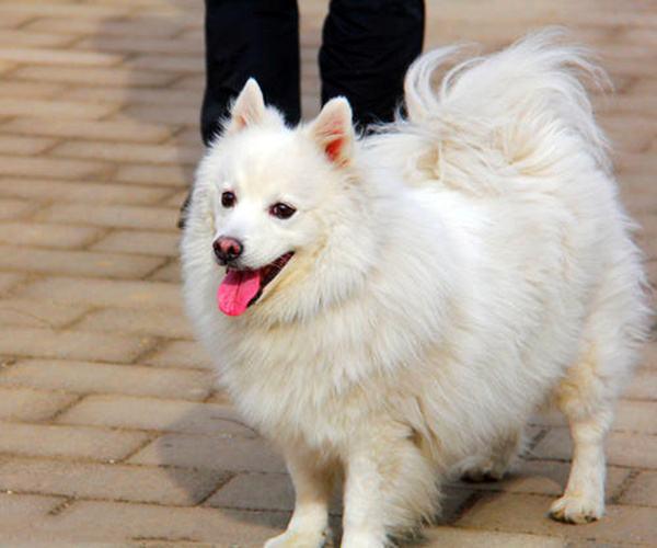 怎样分辨博美犬的性格，小博美的这几个性格特点