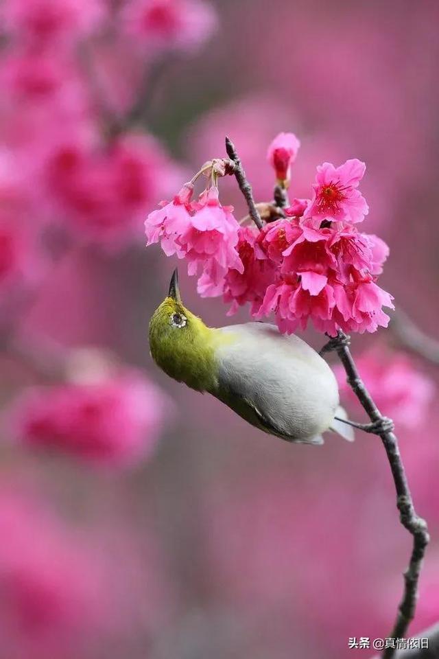 梧桐花开梧桐雨，梧桐花开烂漫时