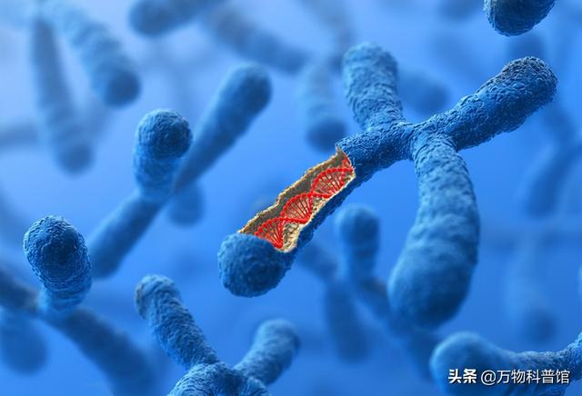 朊病毒到底是一种什么东西，千万别吃同类的肉