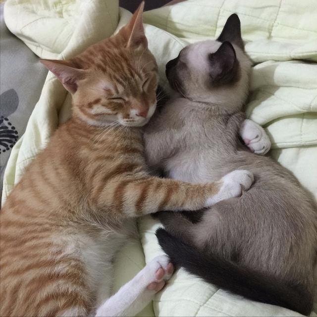 养母猫有什么注意事项，想养母猫劝你慎重