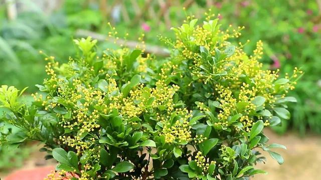 什么花好看又好养，开花好看又好养的花卉（种一盆好看又好养）