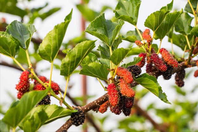 1855年前的黄河故道，黄河故道上残留下2万棵