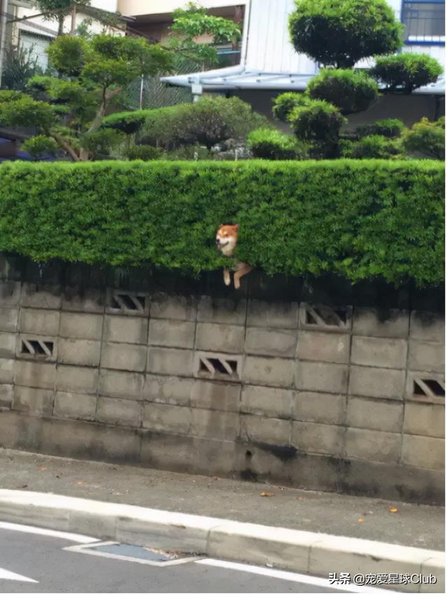 高清网图柴犬表情包，柴犬表情包合集