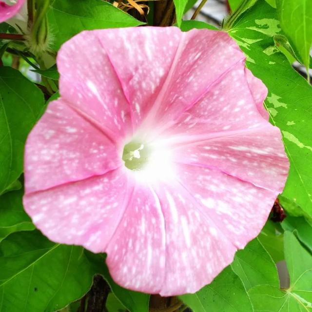 做梦也没想到牵牛花能开成这个样子，斗牛牛心脏（周公解梦：梦见这四种花草）