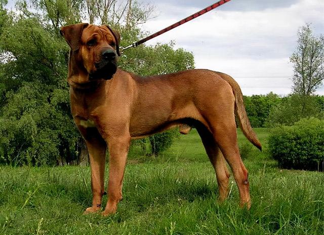 地表最凶猛的十大名犬，世上最凶猛的十大恶犬