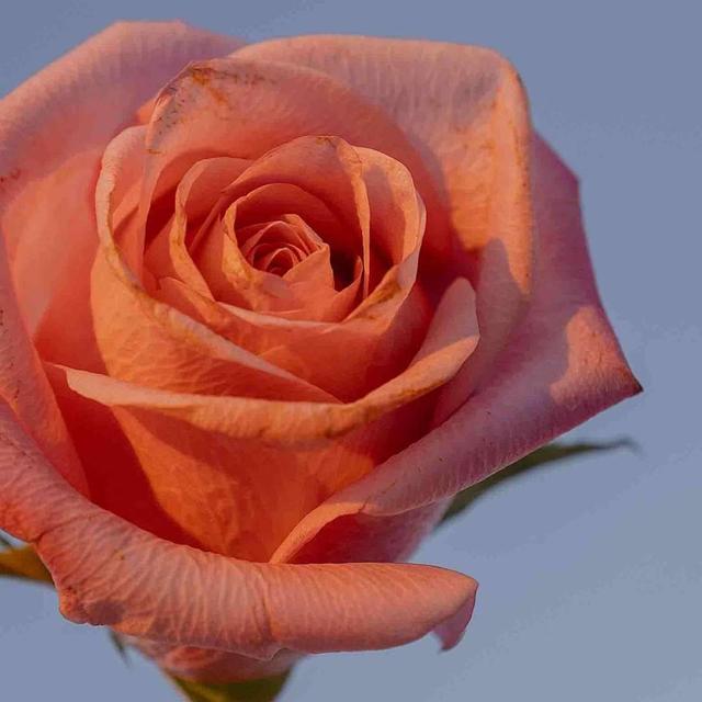 情人节的起源地罗马竟然这么浪漫，2022.5.14世界上还有一个玫瑰情人节