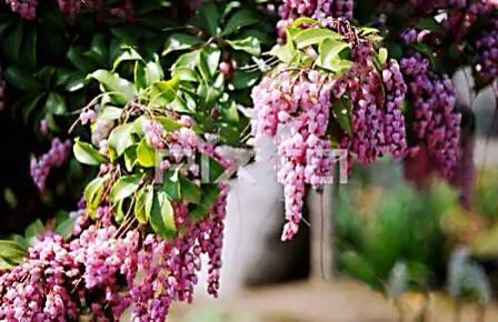 马醉木好不好养，马醉木及其品种介绍