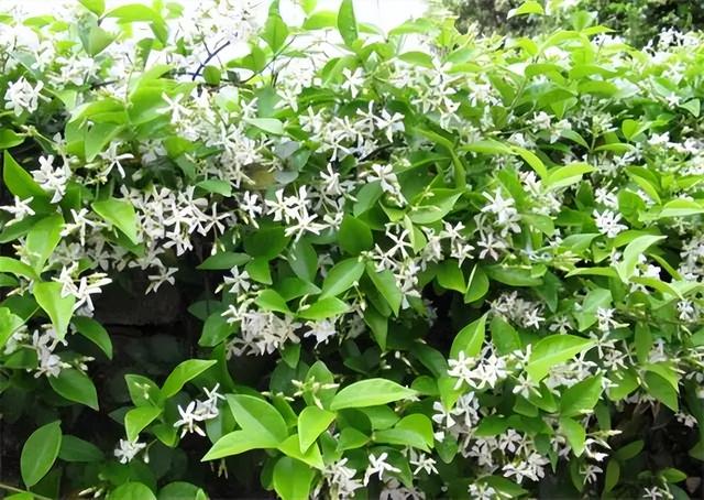 花卉图片及名称大全，常见绿植花卉及名称大全（100种常见花图鉴）