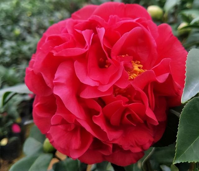 克瑞墨大牡丹茶花，纯正克瑞墨大牡丹茶花（养盆“克瑞墨牡丹”）