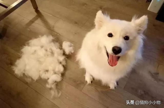 这6种东西就是狗狗的，狗狗最怕的四种狗