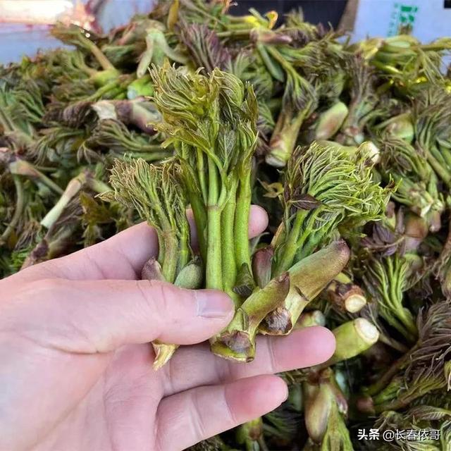 苦老芽的功效和作用，东北山野菜苦老芽