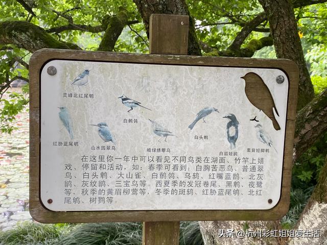 杭州春游适合的地方，风景绝美好玩不贵