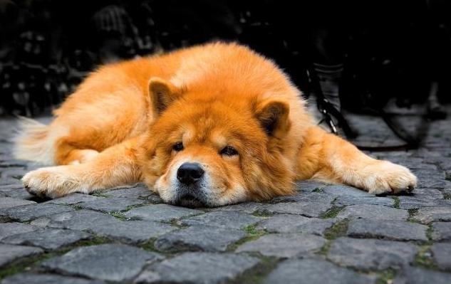 保持狗狗健康注意这三点，要想狗狗身体强壮