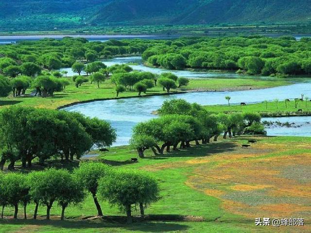 内蒙古草地羊，草原上的领头羊——锡林郭勒羊