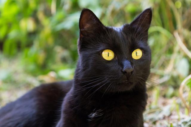 猫界最通人性的6种猫，最“通人性”的几种猫