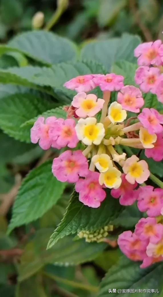 一束鲜花一份温馨一种愉悦，一束鲜花一个春天