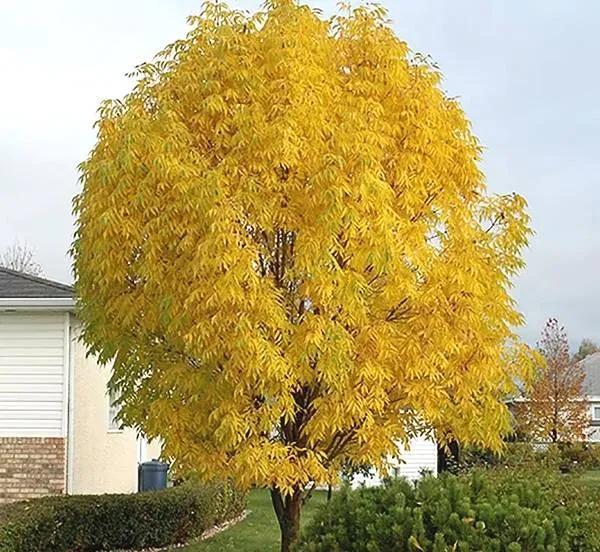 白蜡杆是什么树，白蜡树分类（白蜡杆：别看我瘦）