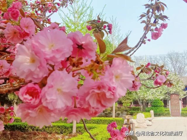 美丽的小镇春色，正定春色卷起来了