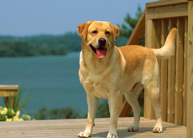 什么狗狗最听话最温顺，这5种狗狗不仅性格温顺