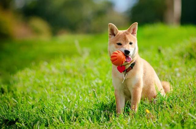 保持狗狗健康注意这三点，要想狗狗身体强壮