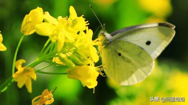 宿新市徐公店宋杨万里，宿新市徐公店古诗宋杨万里