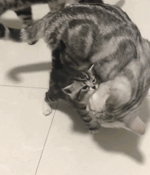 美短猫的优点与缺点，美短猫优点VS缺点