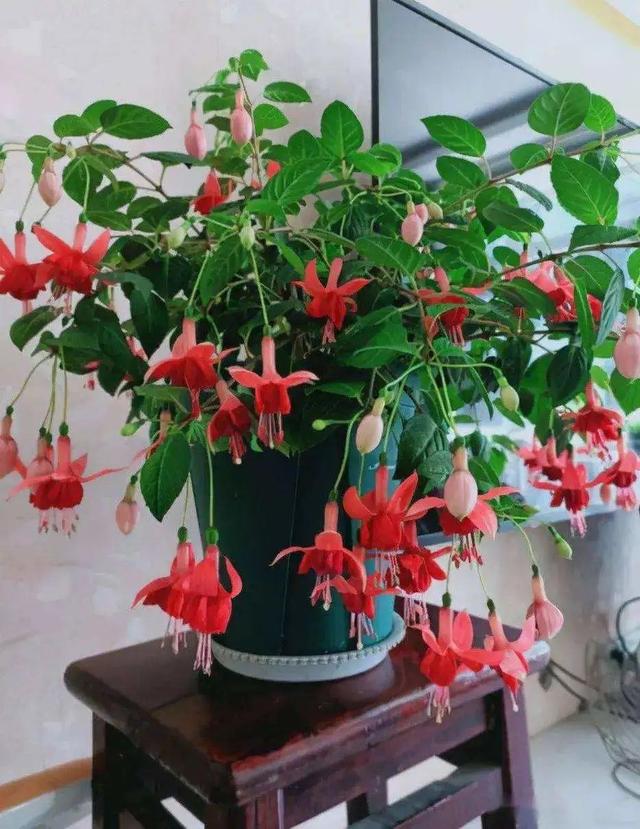 什么花好看又好养，开花好看又好养的花卉（种一盆好看又好养）