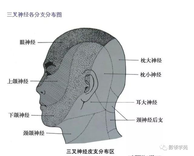 面部血管分布图，三叉神经分支及面部分布规律（玻尿酸怎么打，才会避免栓塞呢）