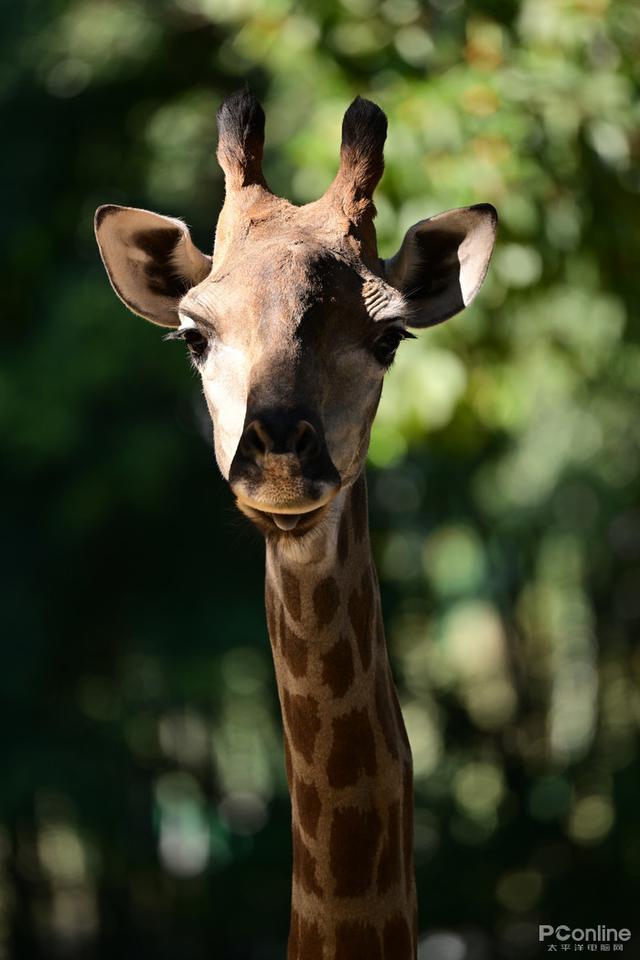 尼康微单相机推荐z9，入手旗舰全画幅相机