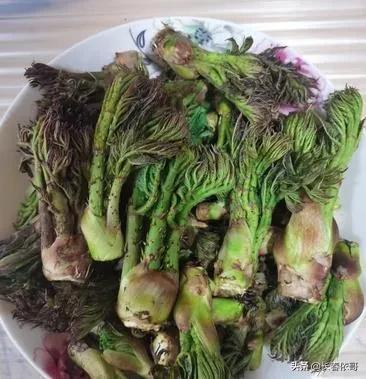 苦老芽的功效和作用，东北山野菜苦老芽