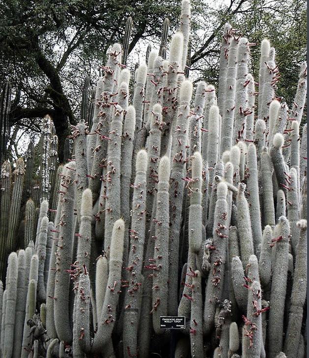 仙人掌的生长过程，仙人掌植物的生长过程