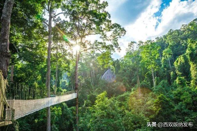 望天树景区跟原始森林去哪个好，望天树景区开园了