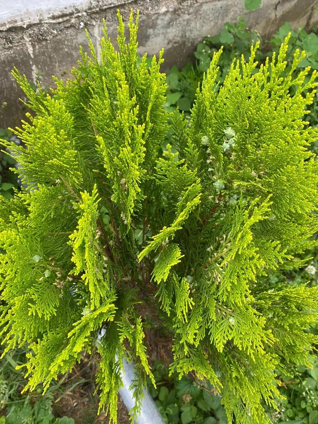 侧柏叶洗头方法，侧柏叶洗头的正确方法如下