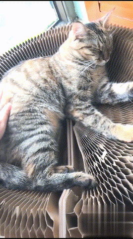 种猫，新手建议养的四种猫