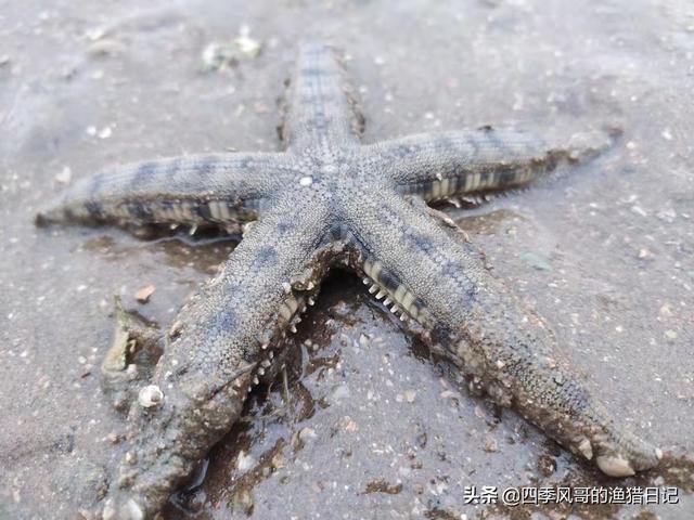 赶海去哪里比较好，在哪个海滩赶海最好玩