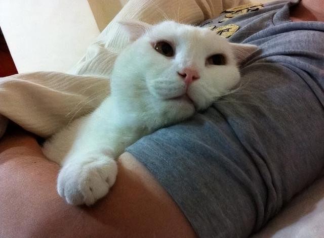 母猫应该绝育吗，它真的没有你想象的那么神奇