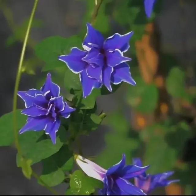 做梦也没想到牵牛花能开成这个样子，斗牛牛心脏（周公解梦：梦见这四种花草）