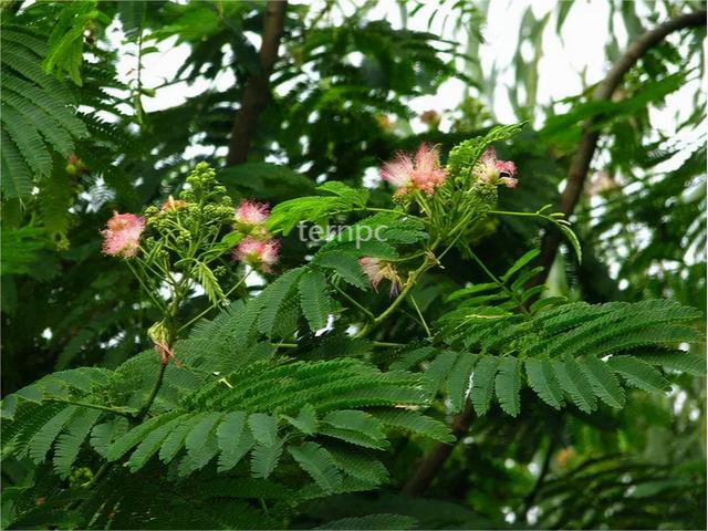 花落草木葳蕤，唯美，花开有声，花落有语