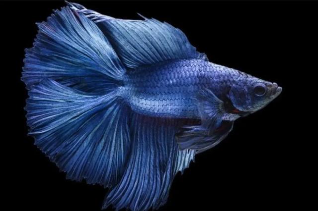 斗鱼怎么养才厉害，斗鱼新手入坑实用指南