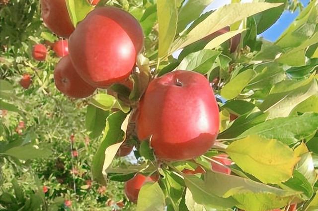 红富士苹果产地在哪里，第一个敢向我国大量出口红富士苹果的国家（红富士苹果是哪里引进的）