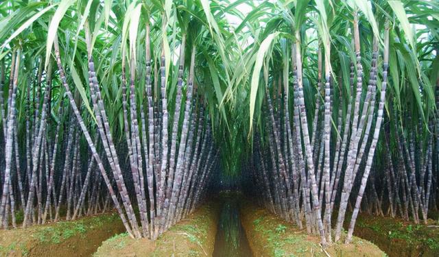 甘蔗介绍及种植方法，甘蔗介绍及种植